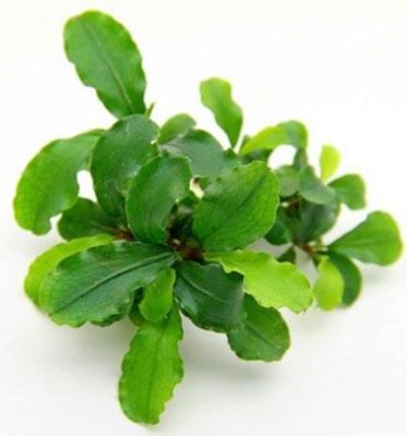 Bucephalandra broad wavy PORSİYON 10X10CM ÖN SİPARİŞ