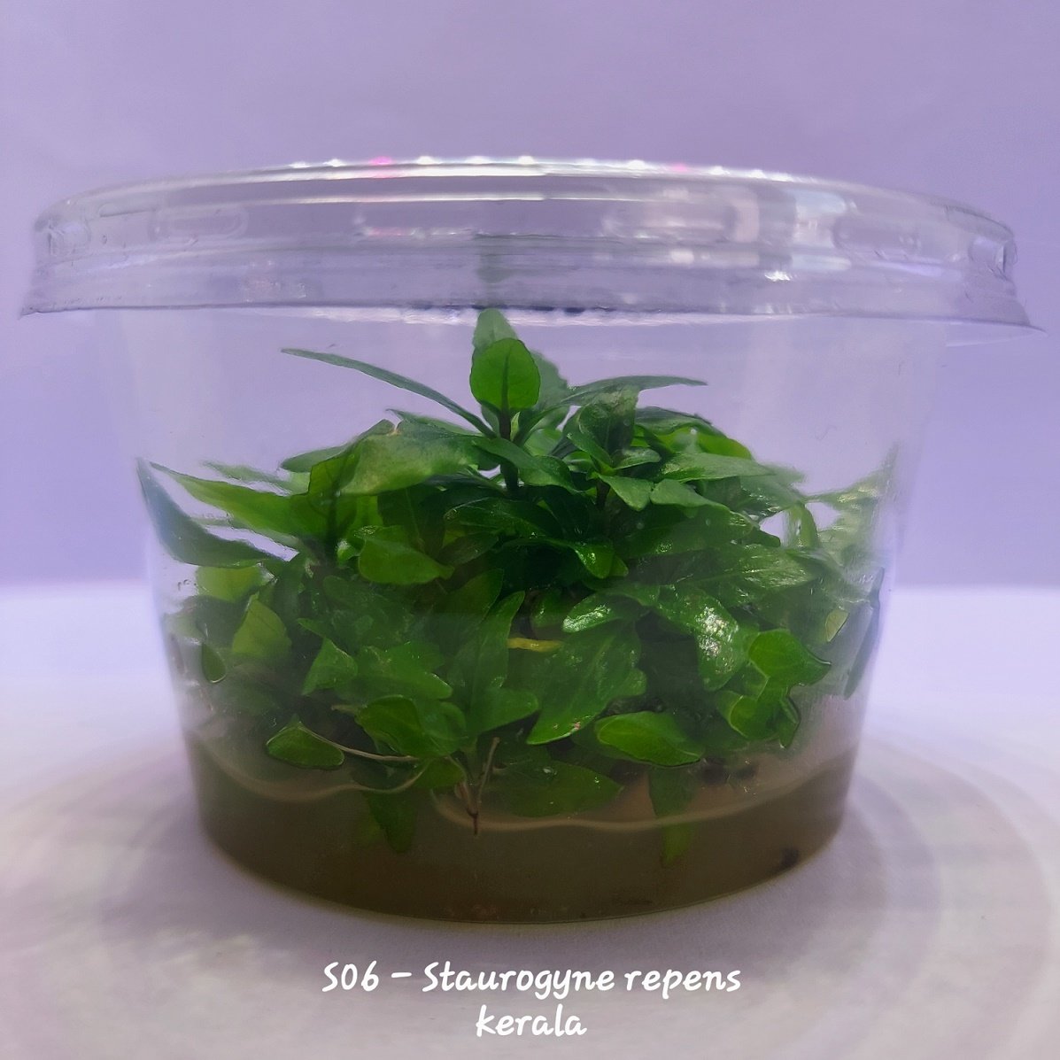 Staurogyne repens kerala IN VITRO CUP