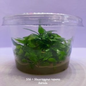 Staurogyne repens kerala IN VITRO CUP
