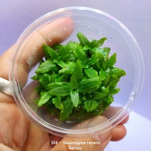 Staurogyne repens kerala IN VITRO CUP