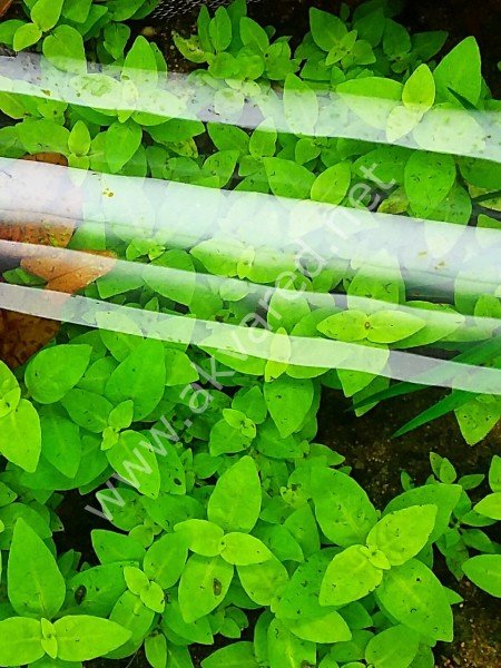 Staurogyne repens kerala IN VITRO CUP