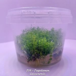 Pogostemon deccanensis IN VITRO CUP