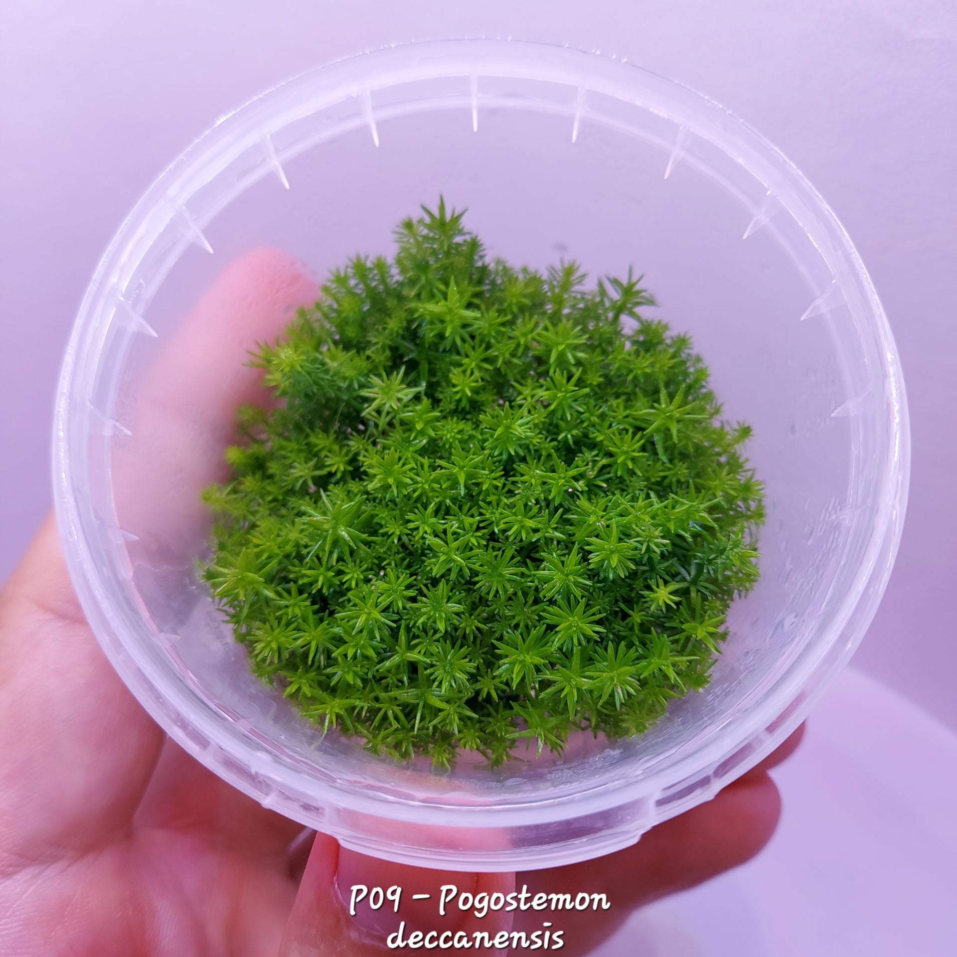 Pogostemon deccanensis IN VITRO CUP