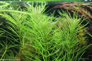 Pogostemon deccanensis IN VITRO CUP