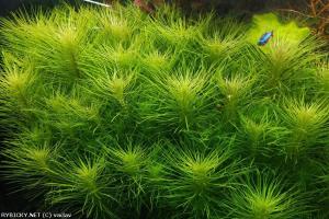 Pogostemon deccanensis IN VITRO CUP