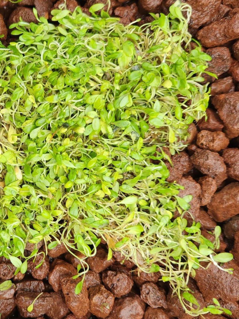 Glossostigma elatinoides10X10cm TABAKA ÖN SİPARİŞ