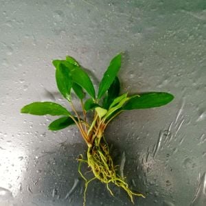 Homalomena sekadau south  ADET ÖN SİPARİŞ