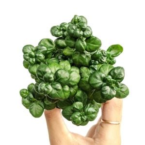 Pilea bathroom bubbles ADET ÖN SİPARİŞ