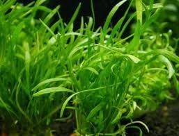 Lilaeopsis mauritius İTHAL BUKET ÖN SİPARİŞ