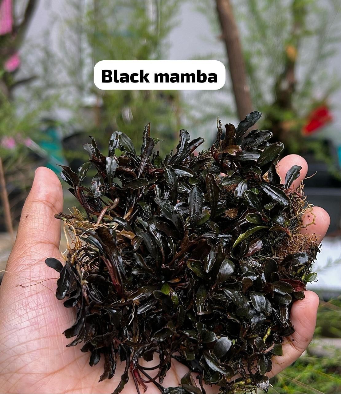 Bucephalandra black mamba 10x10cm PORSİYON ÖN SİPARİŞ