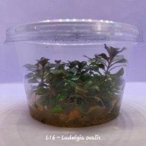 Ludwigia ovalis IN VITRO CUP