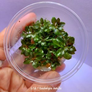 Ludwigia ovalis IN VITRO CUP