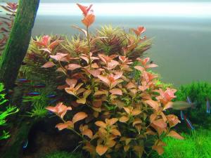 Ludwigia ovalis IN VITRO CUP