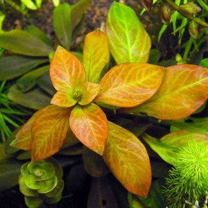 Ludwigia ovalis IN VITRO CUP