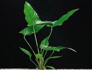 Anubias hastifolia SAKSI