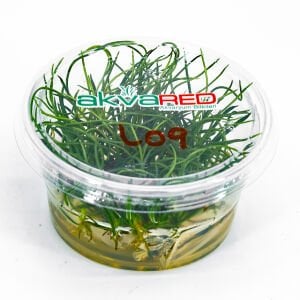 Littorella uniflora IN VITRO CUP