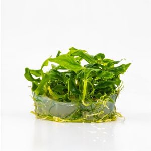 Anubias glabra mini (dragon claw) SAKSI