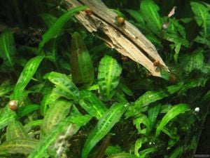 Cryptocoryne nurii SAKSI