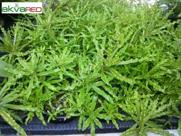 Pogostemon helferi ADET ÖN SİPARİŞ