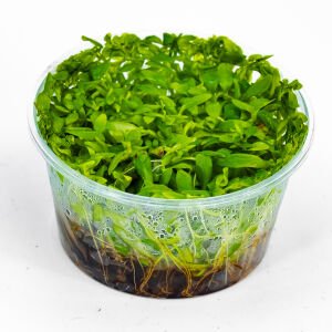 Ammannia gracilis IN VITRO CUP