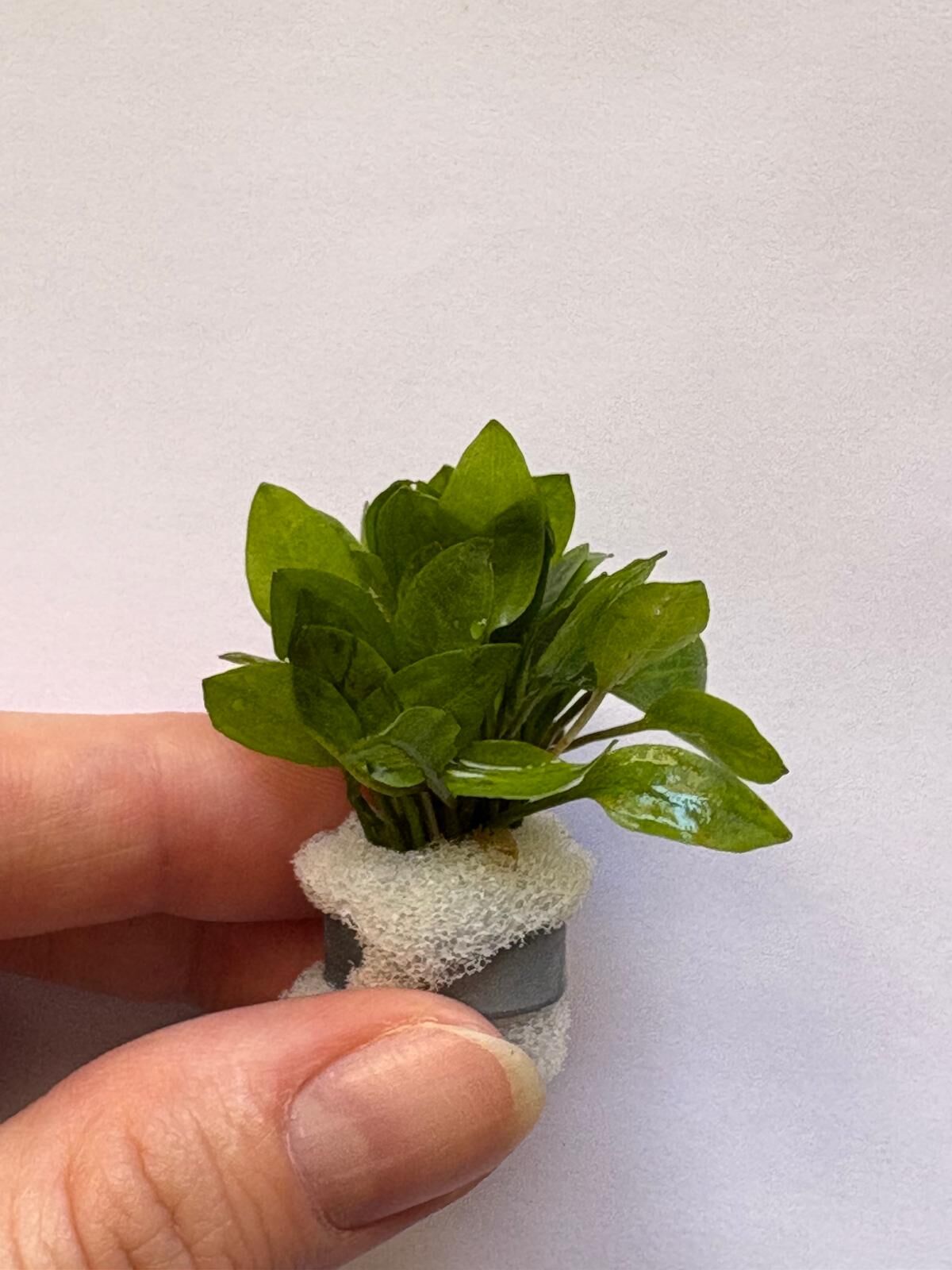 Echinodorus humulus ADET İTHAL