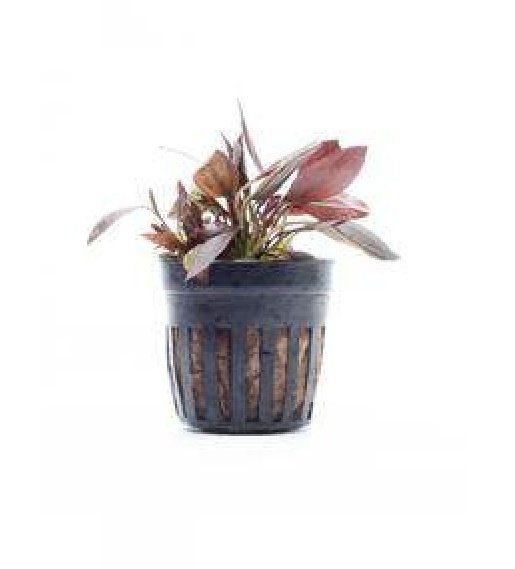 Echinodorus aflame SAKSI