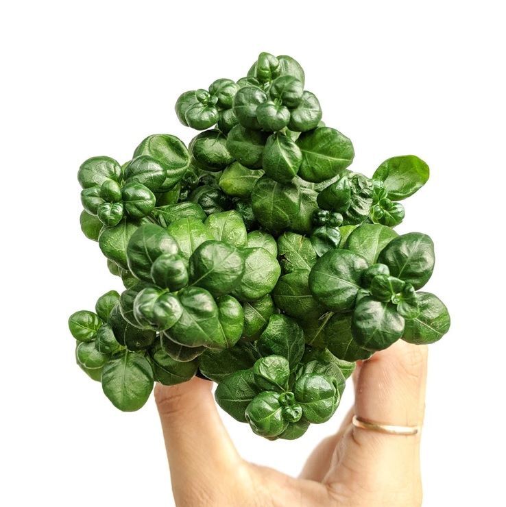 Pilea bathroom bubbles ADET İTHAL