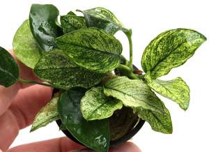 Anubias nana pinto ADET