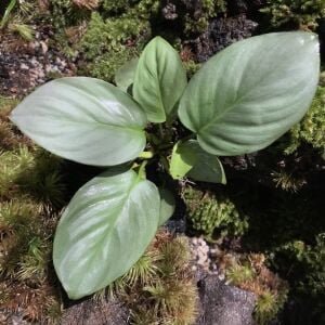 Homalomena sp. Silver Green ADET İTHAL