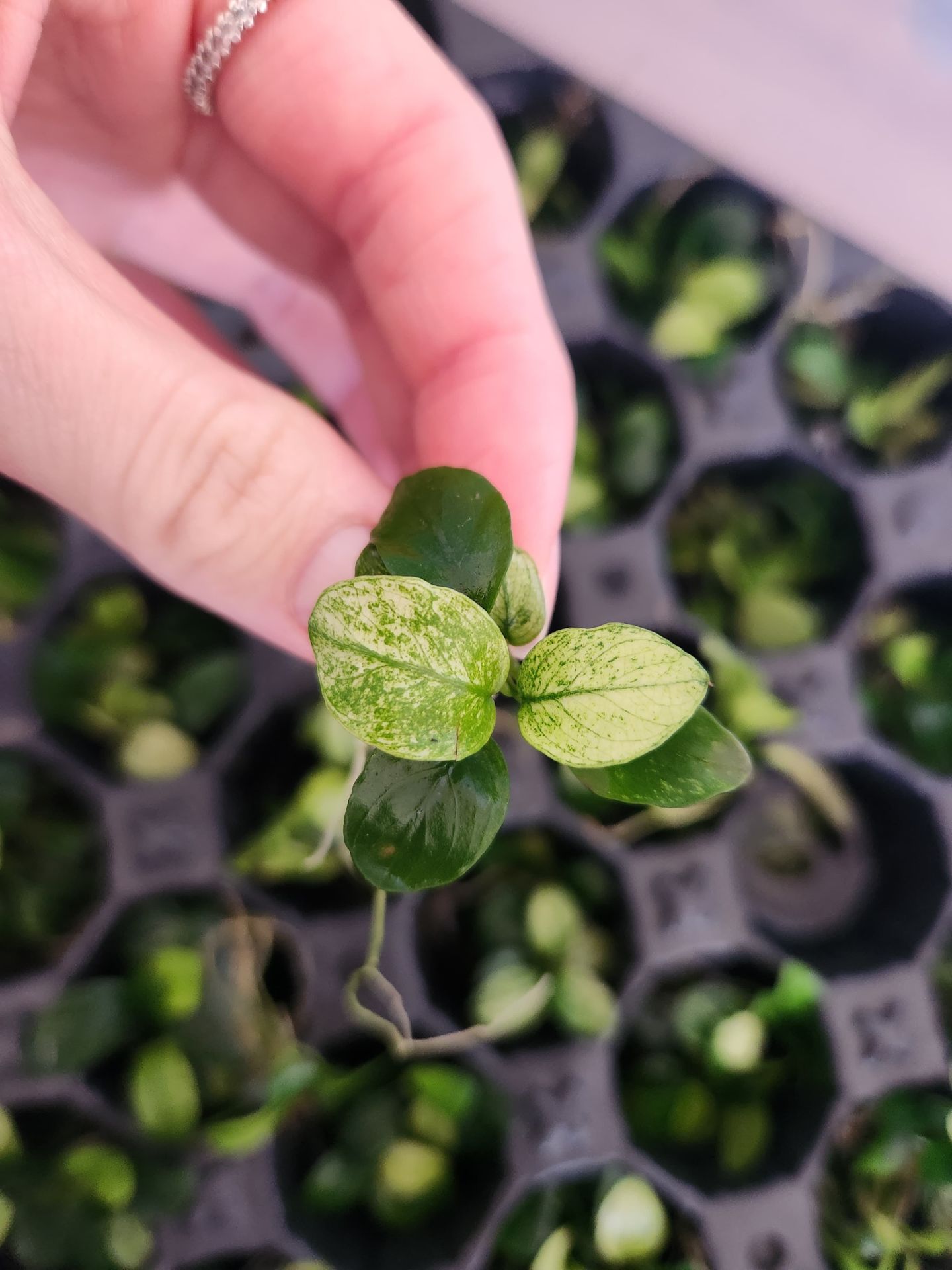 Anubias nana pinto ADET