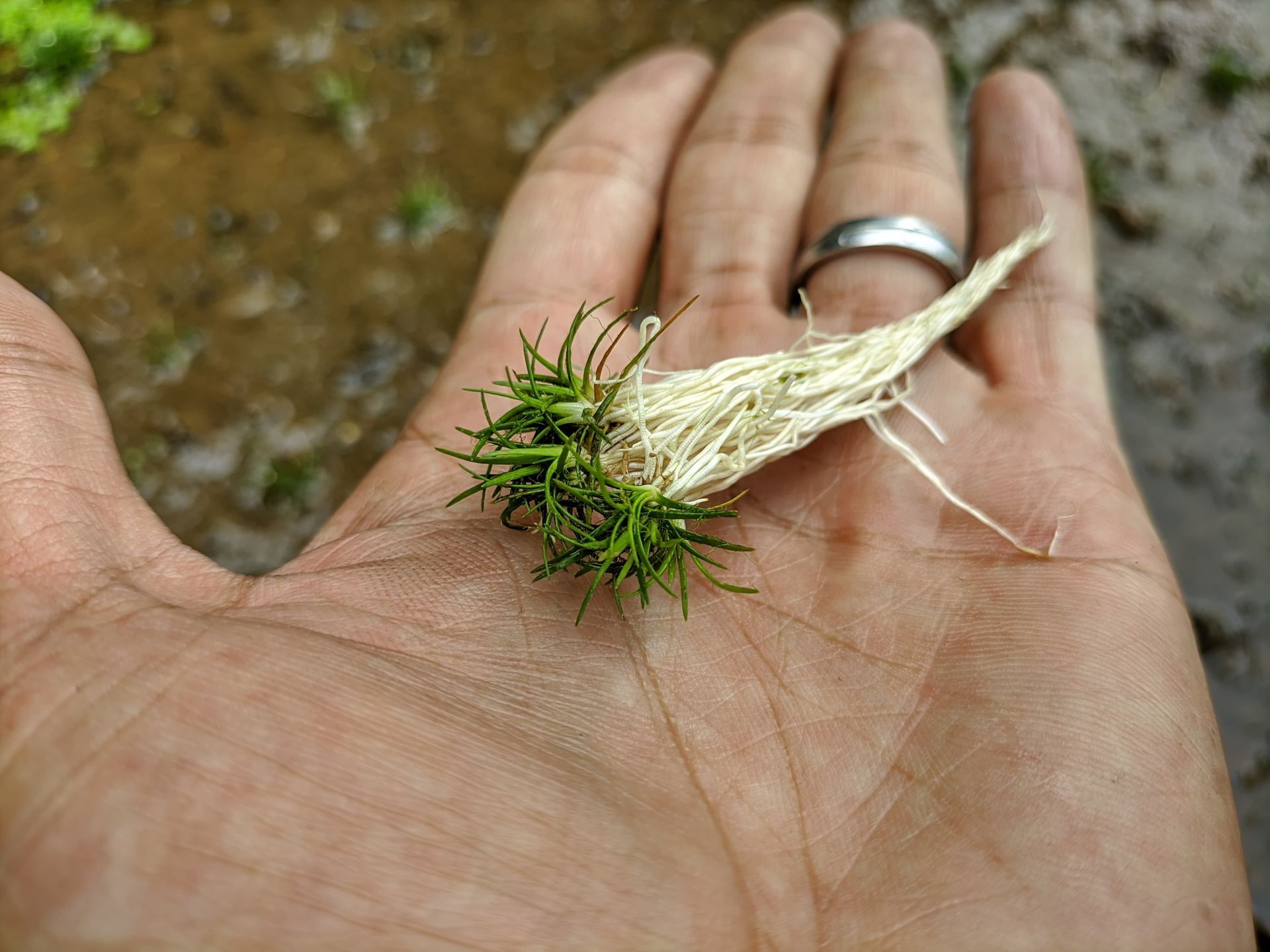 Eriocaulon sulawesi ADET İTHAL