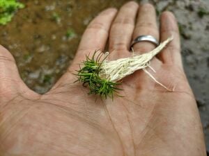 Eriocaulon sulawesi ADET İTHAL