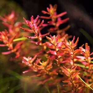 Rotala macrandra mini butterfly SAKSI
