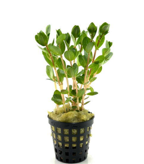 Rotala orange juice SAKSI