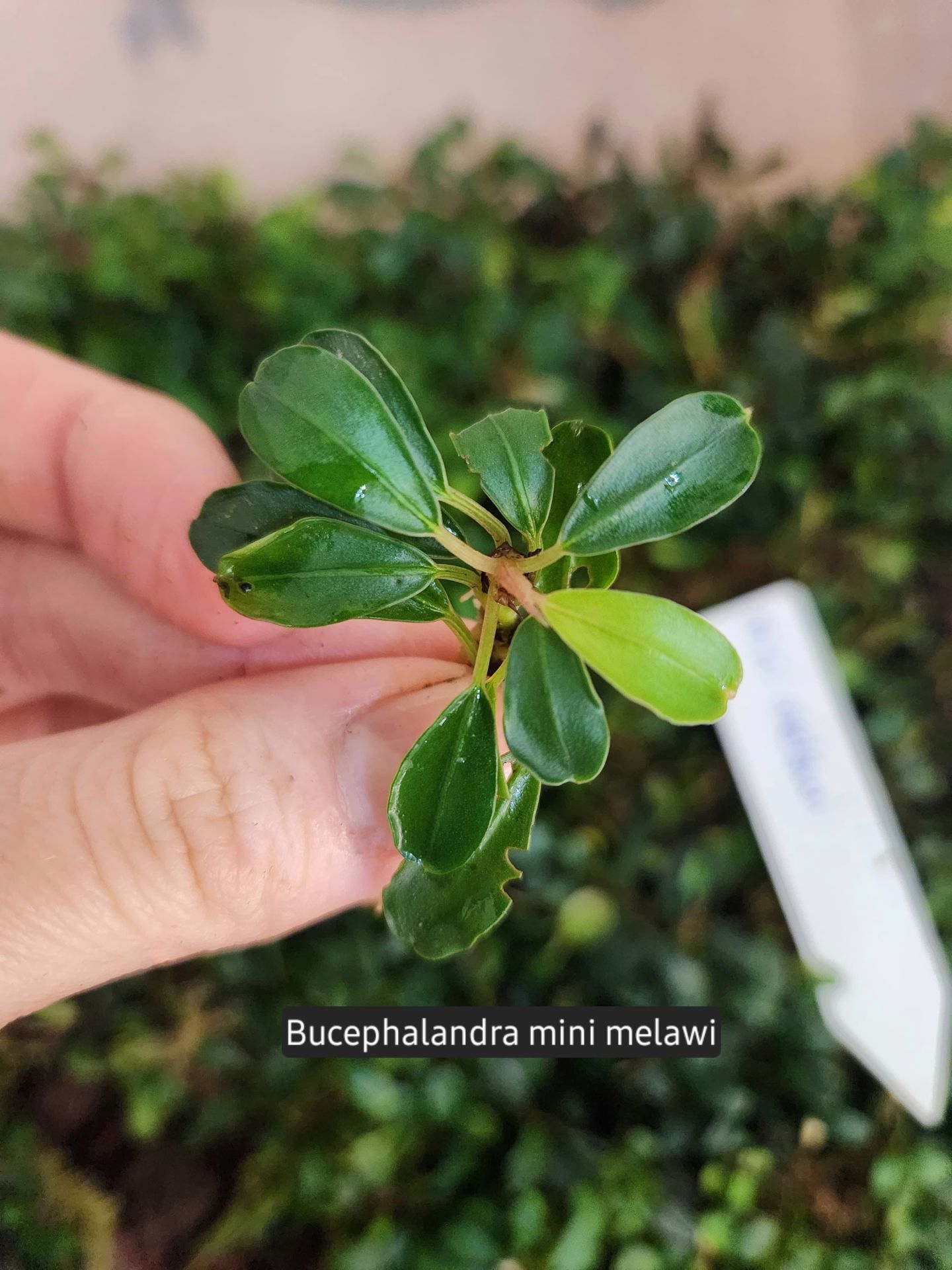 Bucephalandra mini melawi ADET