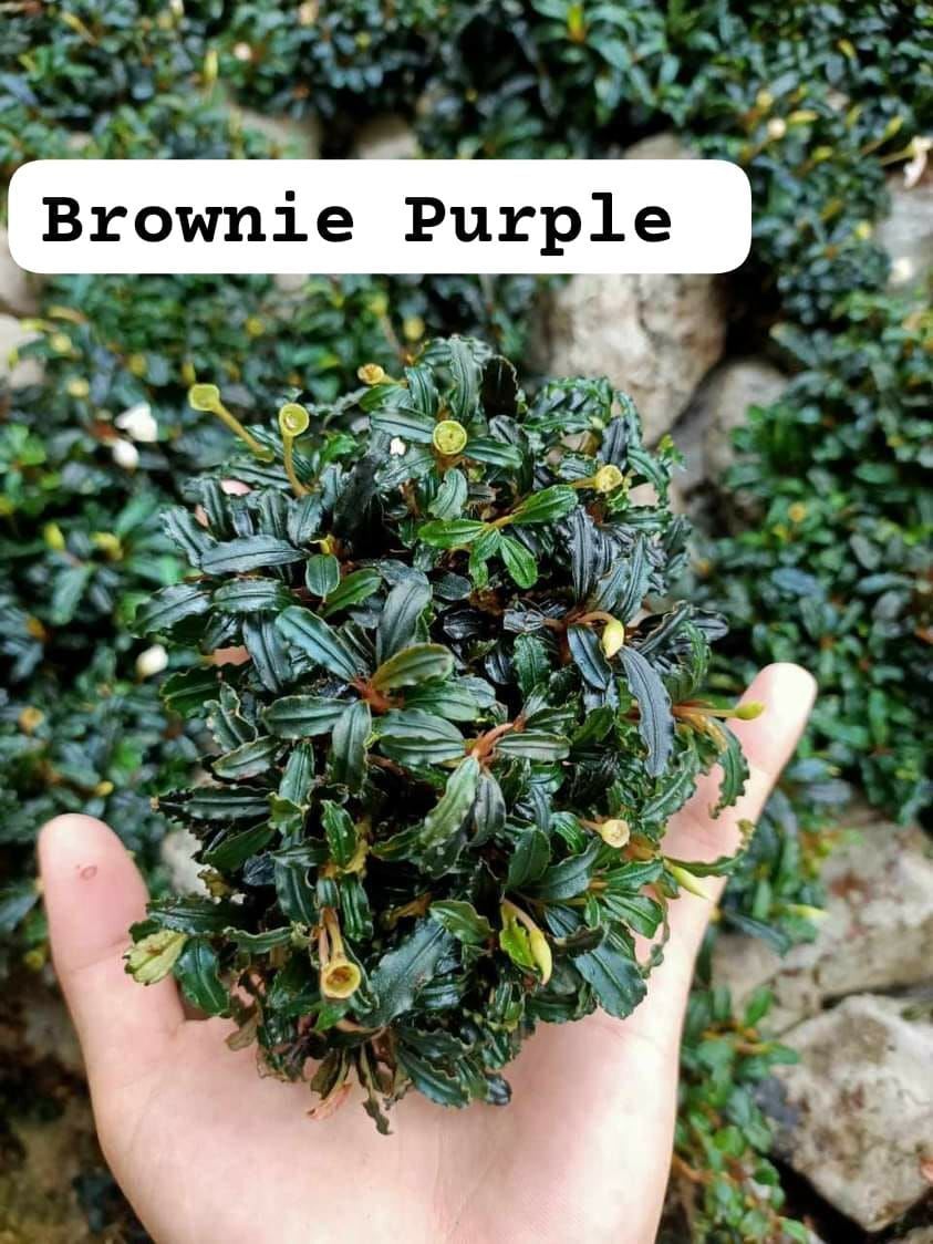 Bucephalandra purple 10x10cm PORSİYON