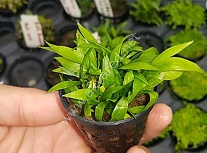 Echinodorus quadricostatus magdalenensis SAKSI