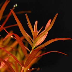 Rotala blood red İTHAL BUKET