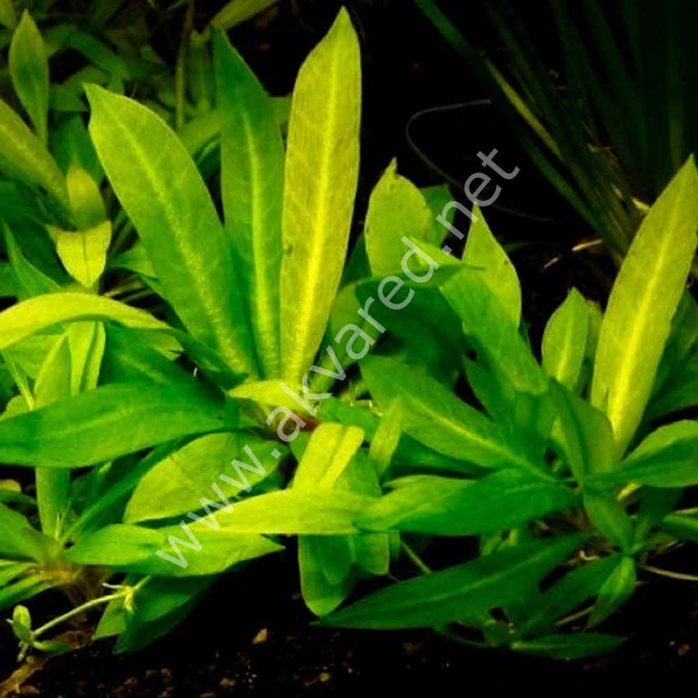 Echinodorus quadricostatus magdalenensis EXVITRO