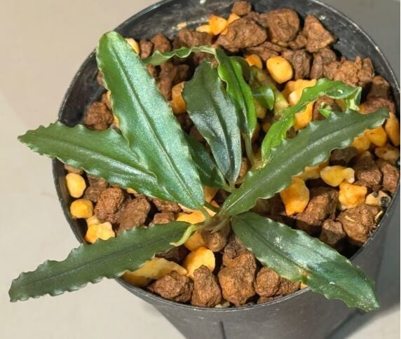 Bucephalandra black sword 10x10cm PORSİYON