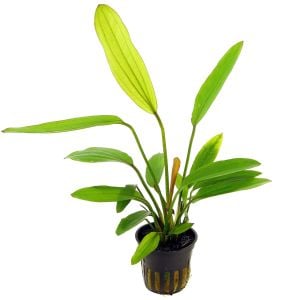 Echinodorus rose SAKSI