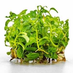 Staurogyne sao Paulo IN VITRO CUP