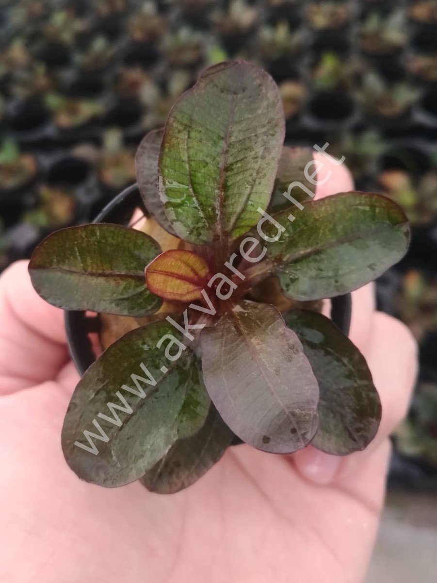 Echinodorus small bear SAKSI