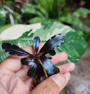 Bucephalandra elnino ADET İTHAL