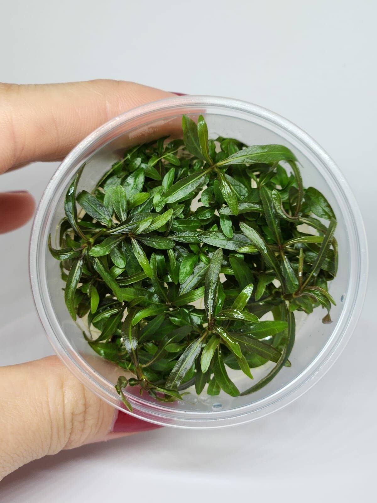 Hygrophila araguaia IN VITRO CUP