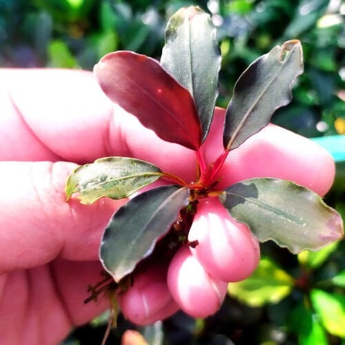 Bucephalandra red fire ADET İTHAL