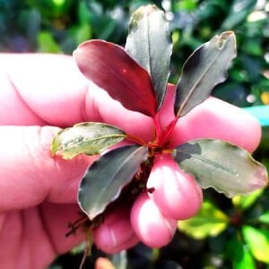 Bucephalandra red fire ADET İTHAL