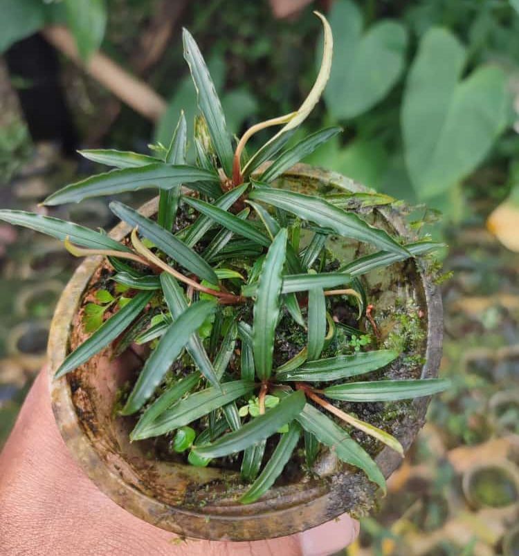 Bucephalandra dragon ADET ÖN SİPARİŞ