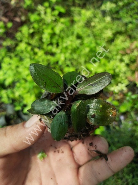 Echinodorus small bear ADET