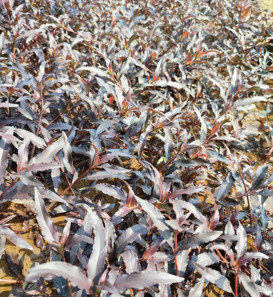 Hygrophila costata İTHAL BUKET ÖN SİPARİŞ